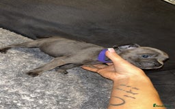 Mixed Breed dogs for sale: ‼️‼️ STAFF x FRENCH BULLDOG ‼️‼️ - Image 6