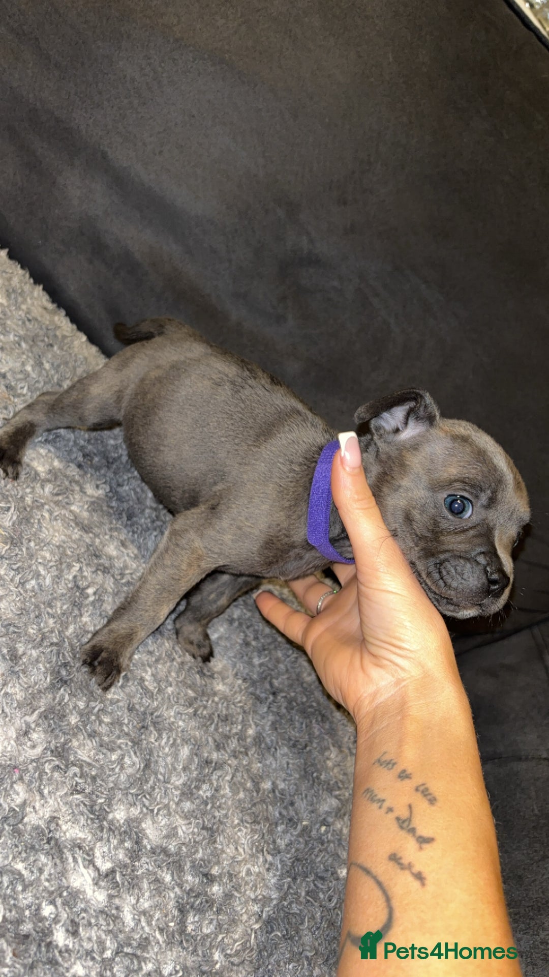 Mixed Breed dogs for sale: ‼️‼️ STAFF x FRENCH BULLDOG ‼️‼️ - Image 6