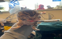 Bengal cats for sale: 9 BENGAL RAGDOLL X KITTENS - Image 29