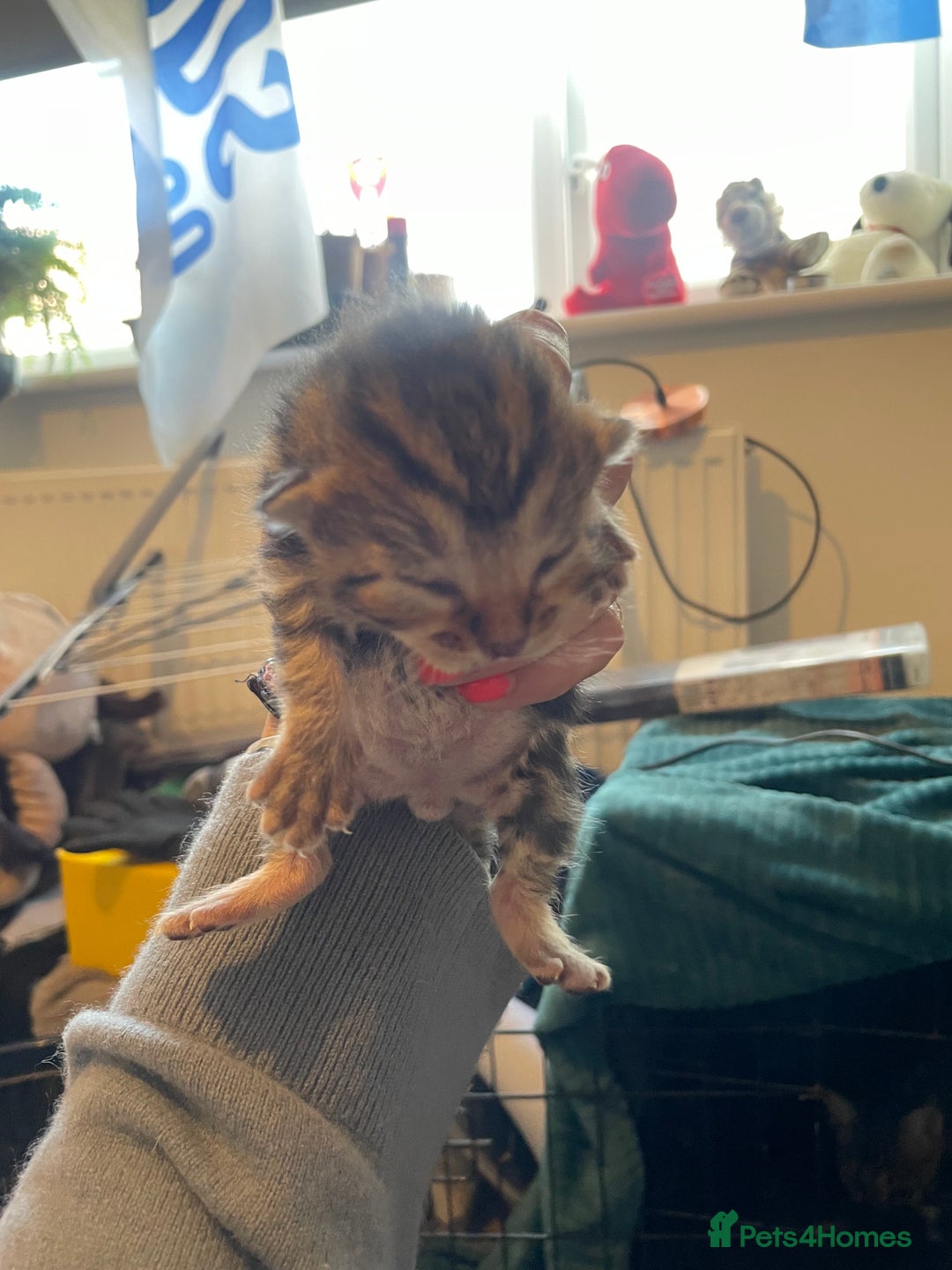 Bengal cats for sale: 9 BENGAL RAGDOLL X KITTENS - Image 29