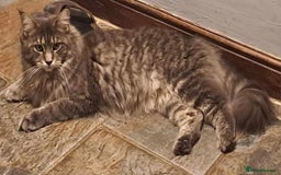 Maine Coon cats for sale: Maine Coon Kittens - Image 9