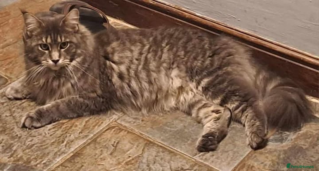 Maine Coon cats for sale: Maine Coon Kittens - Image 9