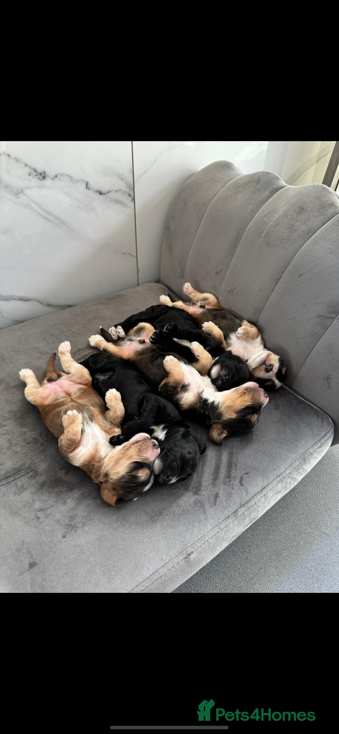 Miniature Poodle dogs for stud: KC Red Miniature Poodle Stud in Baldock - Advert 11