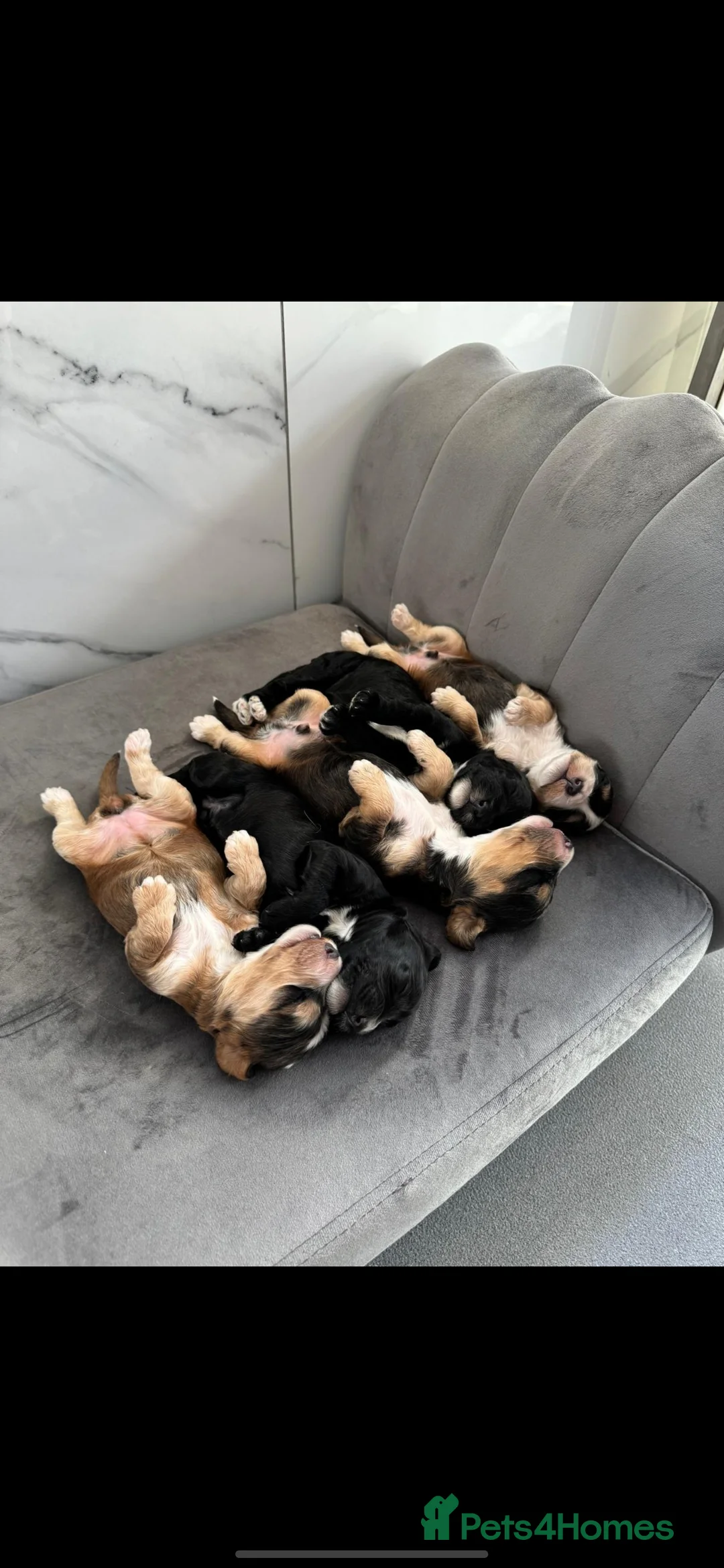 Miniature Poodle dogs for stud: KC Red Miniature Poodle Stud in Baldock - Advert 11