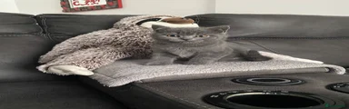 British Shorthair 1