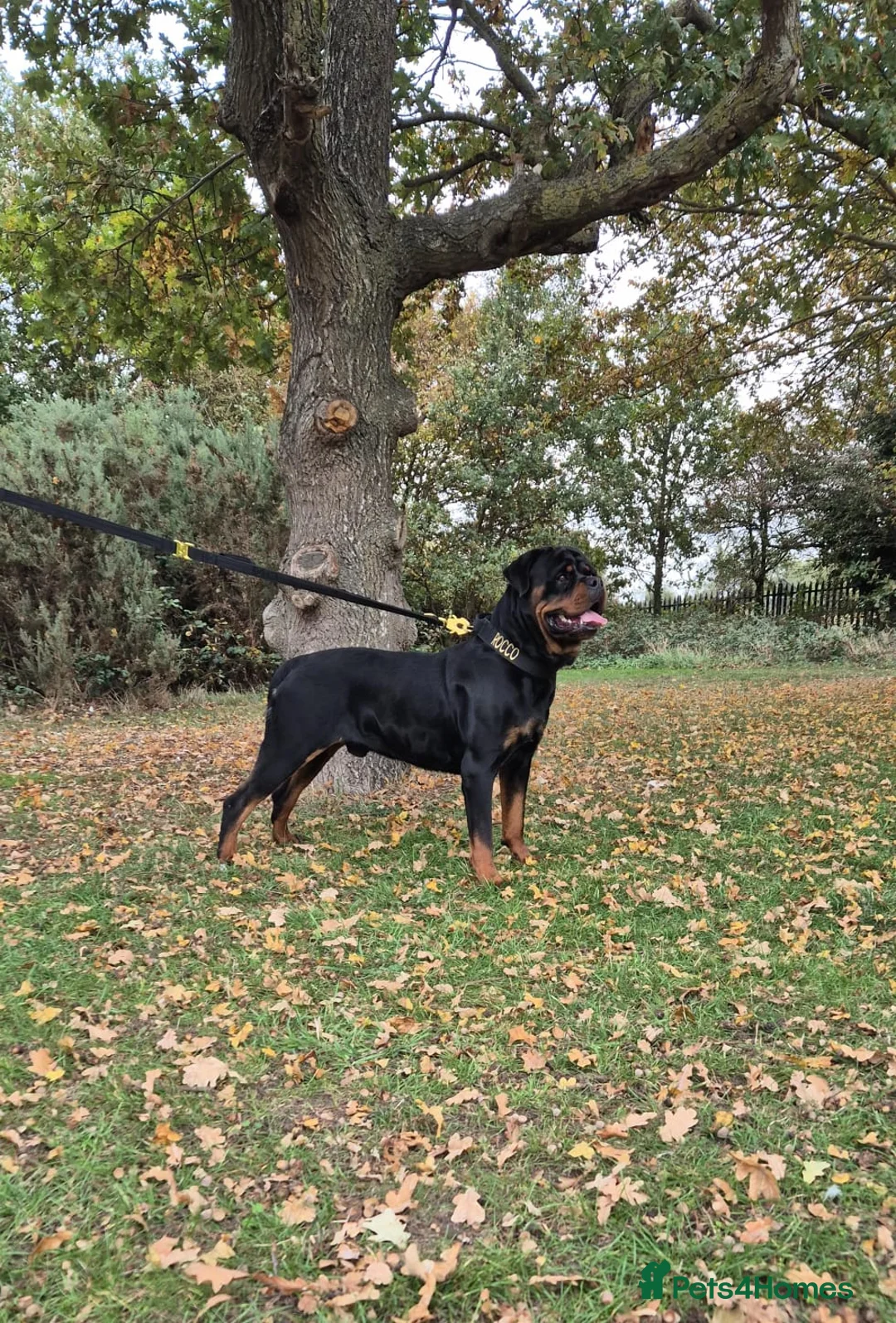 Rottweiler dogs for stud: HEALTH TESTED KC ROTTWEILER STUD 0/0 HIPS & ELBOWS - Advert 6