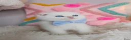 Scottish Fold cats for sale: ⭐️ Top Quality Scottish Fold Kittens ⭐️ - Advert 25