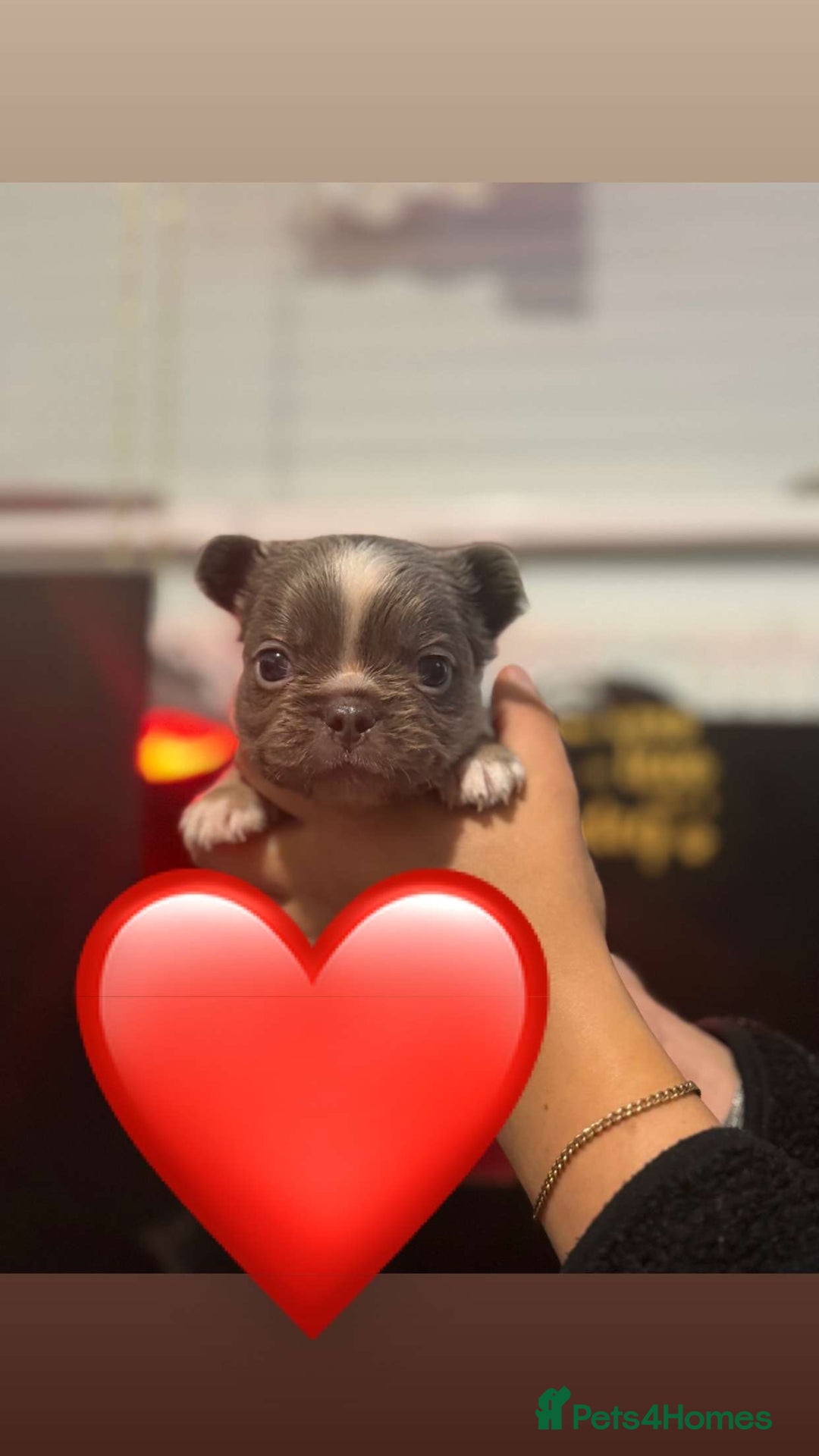 French Bulldog dogs for sale: *FLUFFY FRENCHIE’S* - Image 17