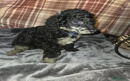 Mixed Breed dogs for sale: Amazing cuddly male pups cockapoo - Image 7