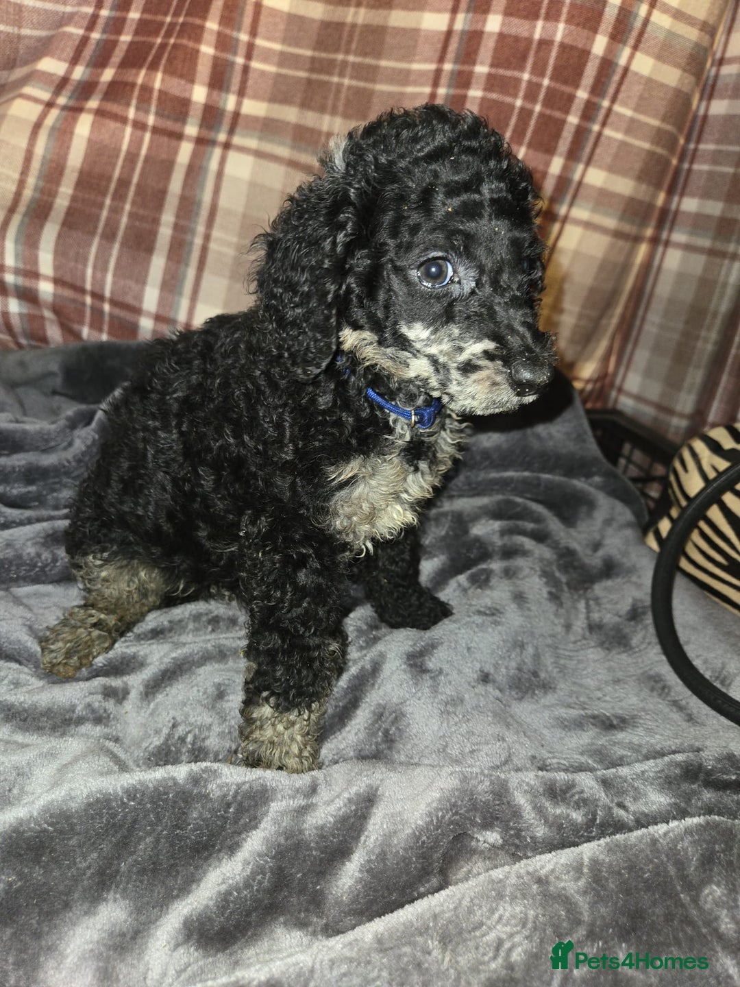 Mixed Breed dogs for sale: Amazing cuddly male pups cockapoo - Image 7