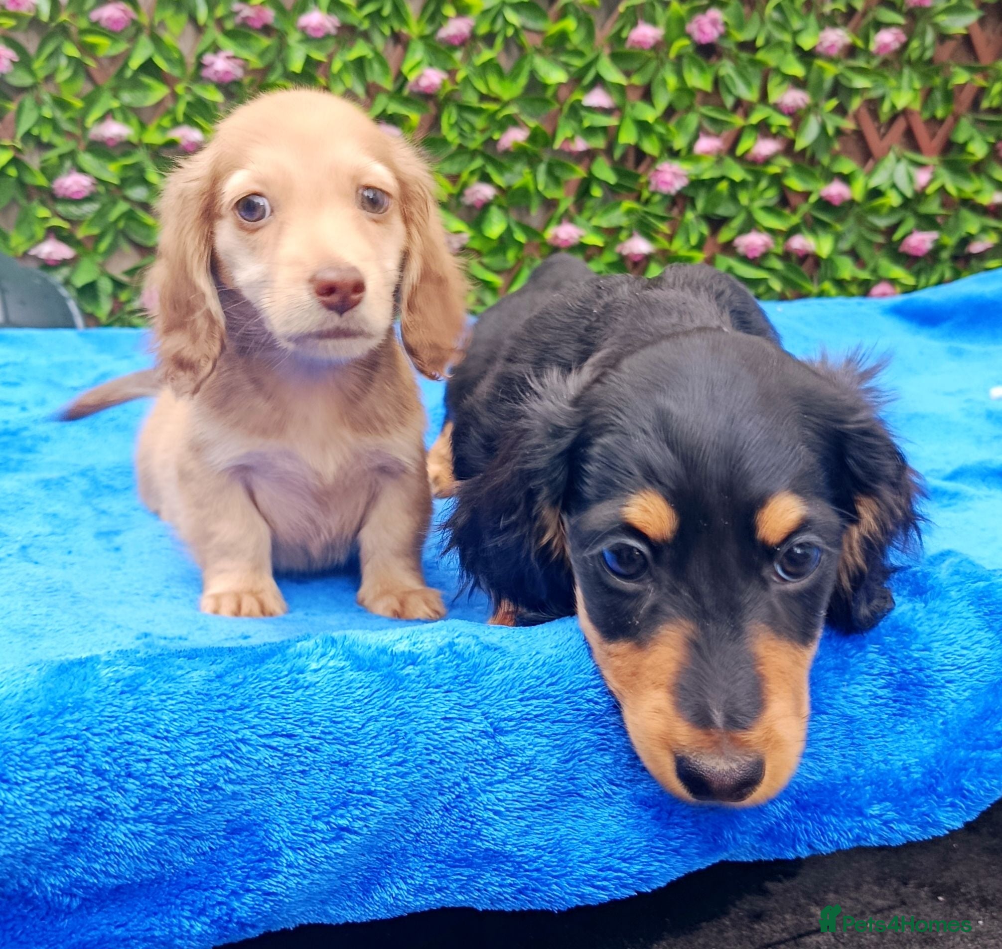 Dachshund dogs LONG HAIRED MINI PRA KC REG SHADED CREAMS  - Advert 1