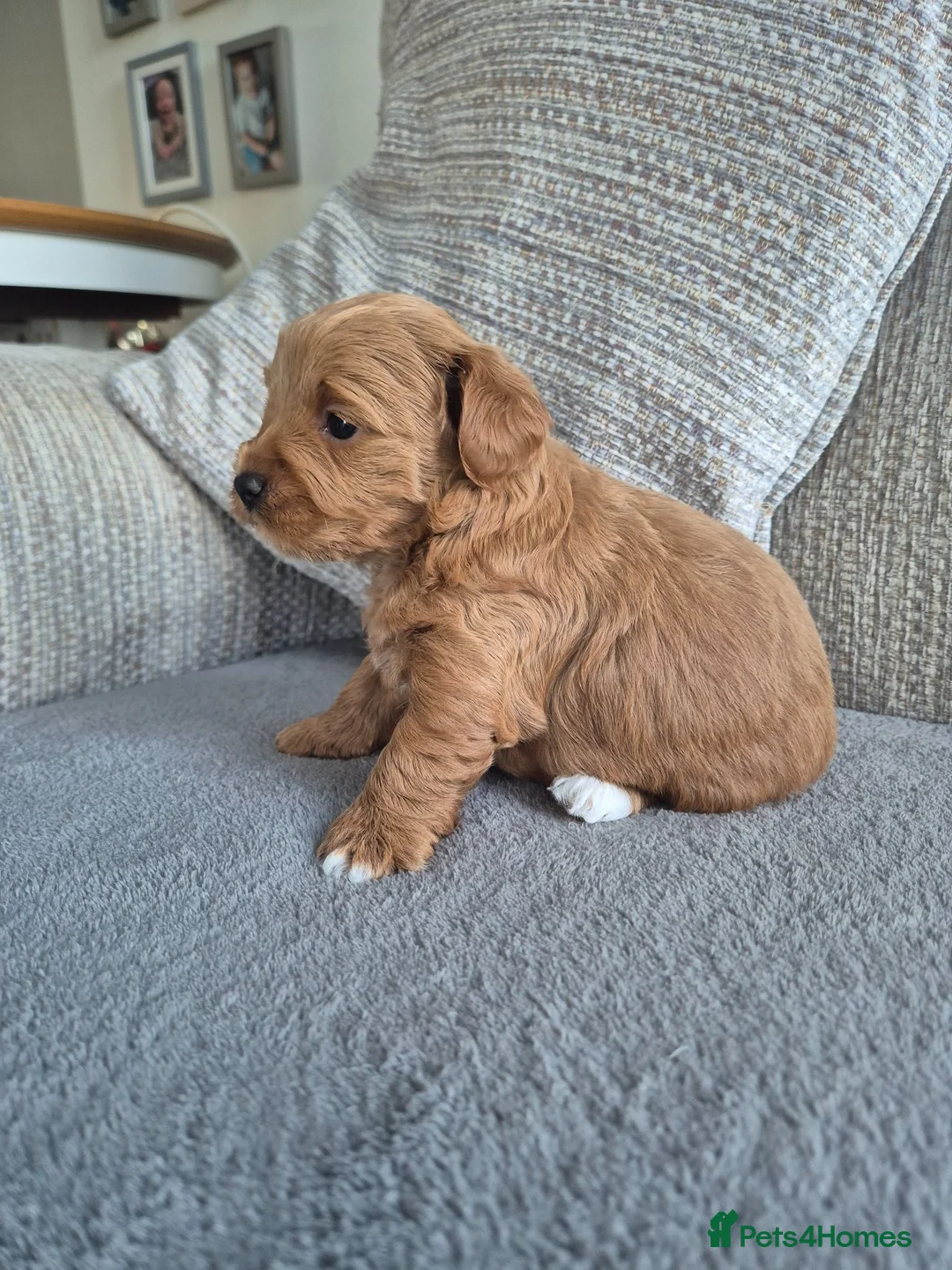 Maltipoo dogs for sale: Maltipoo male - Advert 2