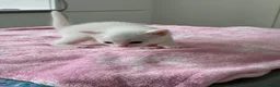 Mixed Breed cats for sale: Pure white male Turkish Angora/Domestic Short Hair - Advert 4