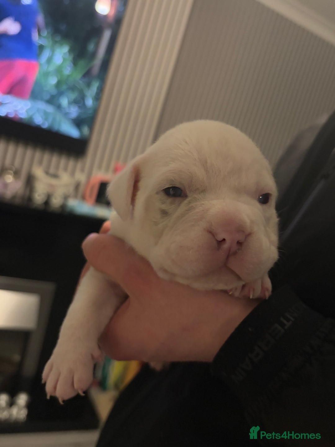 American Bulldog dogs for sale: Pocket bully’s  - Advert 3