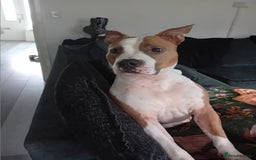 American Bull Staffy dogs for sale: 'Dodge' (boy) - Image 12