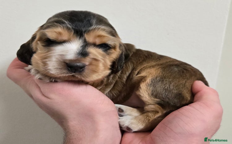 Cocker Spaniel dogs Show type Cocker Spaniels - Advert 12