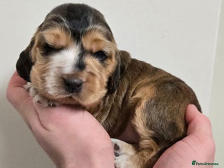 Cocker Spaniel dogs Show type Cocker Spaniels - Advert 3