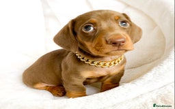 Miniature Dachshund dogs for sale: READY NOW PRA CLEAR DACHSHUND PUPPIES - Image 11