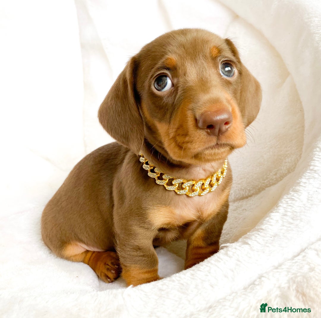 Miniature Dachshund dogs for sale: READY NOW PRA CLEAR DACHSHUND PUPPIES - Image 11