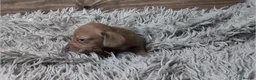 Miniature Dachshund dogs for sale: Mini Dachshund Puppies KC Ready start of March 🐾 - Advert 21