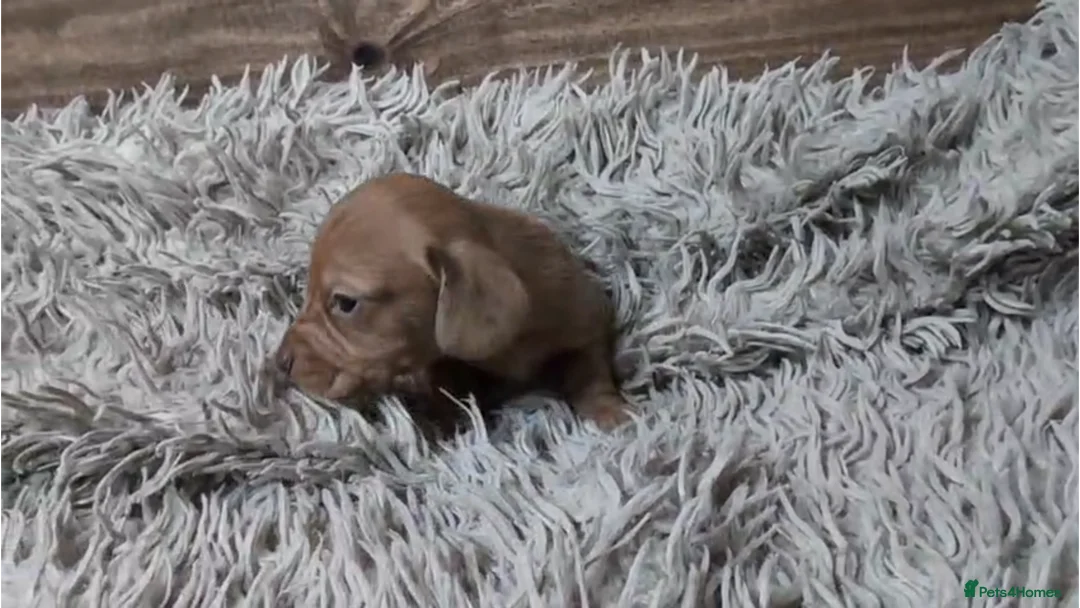 Miniature Dachshund dogs for sale: Mini Dachshund Puppies KC Ready start of March 🐾 - Advert 21