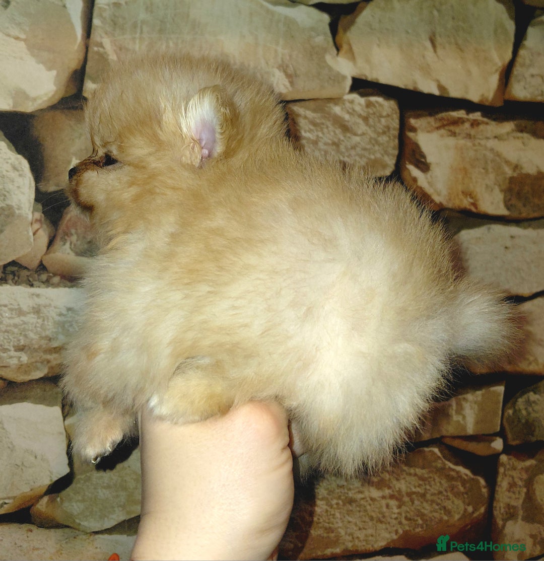 Pomeranian dogs for sale: Pomeranian puppies  - Advert 28
