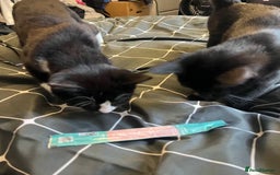 British Longhair cats for sale: 2 kittens 2-3 months old - Image 4