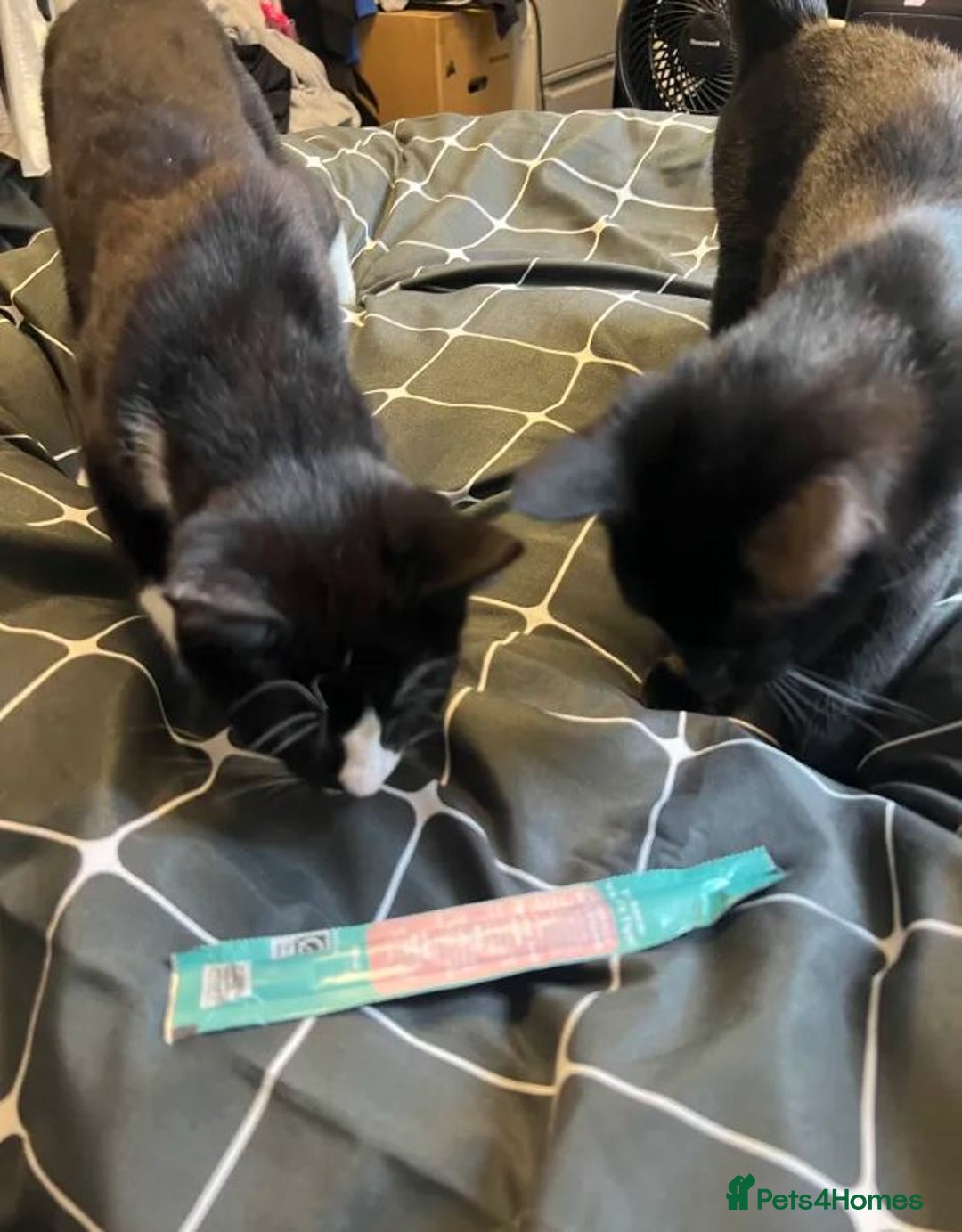 British Longhair cats for sale: 2 kittens 2-3 months old - Image 4