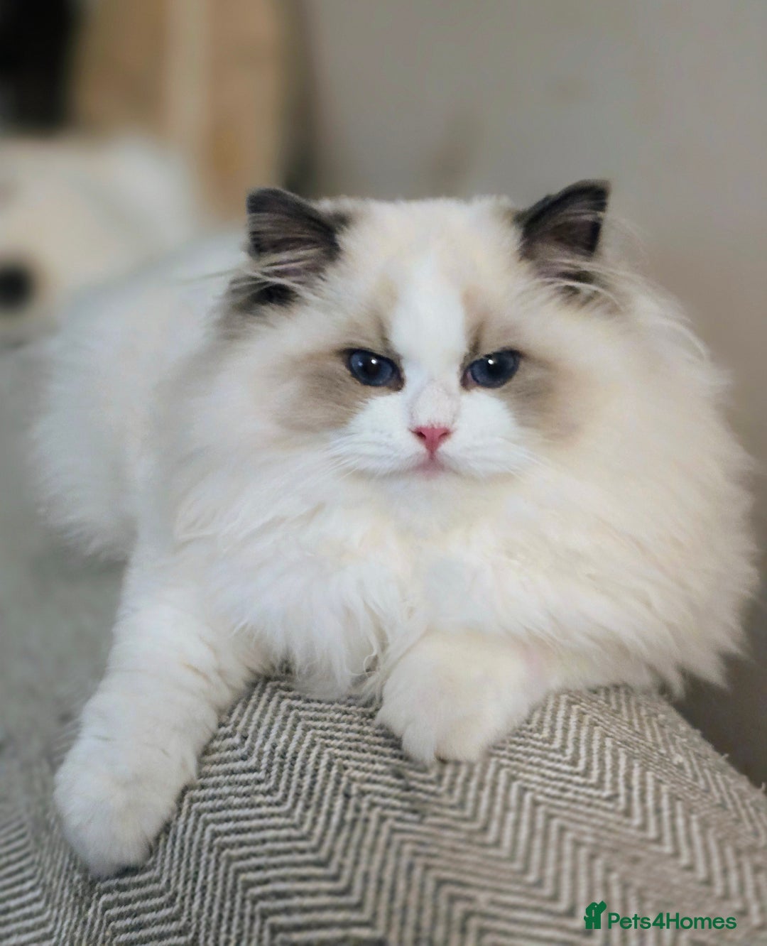Ragdoll cats for sale: Stunning Pedigree Ragdoll Kittens ✨️Ready✨️ - Advert 4