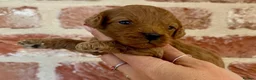 Cavapoo dogs for sale: F1b Cavapoos 🐾 - Advert 6