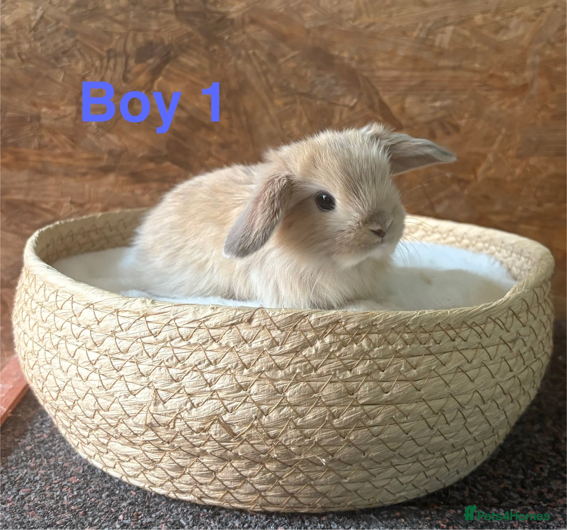 Mini Lop rabbits Mini lops available to reserve - Advert 4