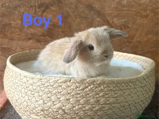Mini Lop rabbits Mini lops available to reserve - Advert 4