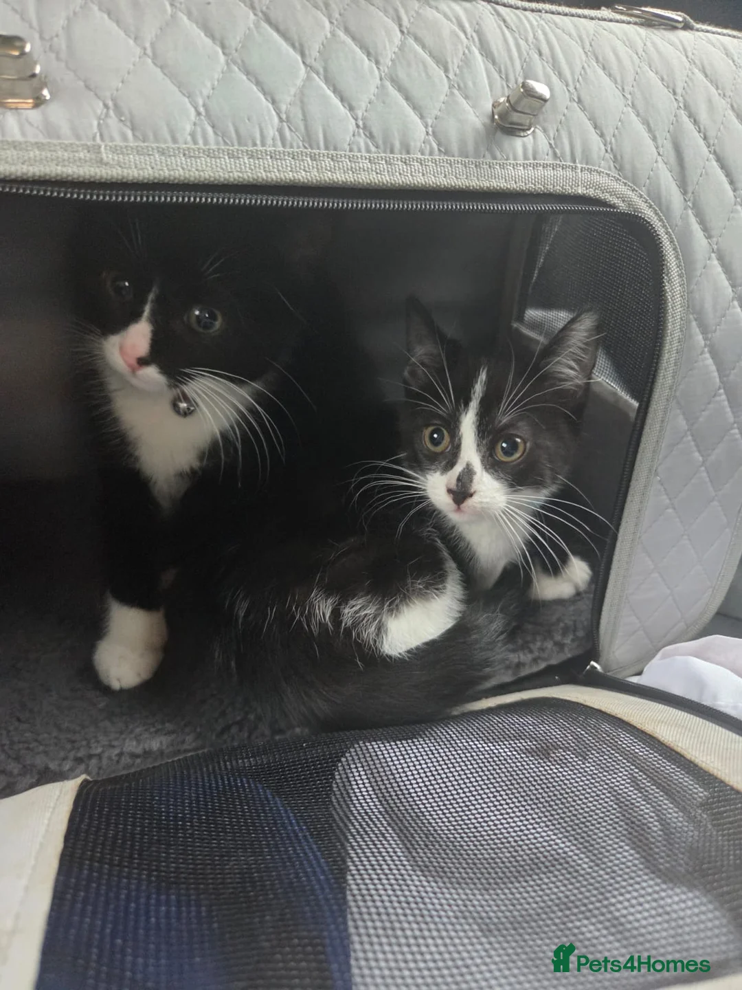 Mixed Breed cats for sale: Beautiful kittens in Liverpool - Advert 4