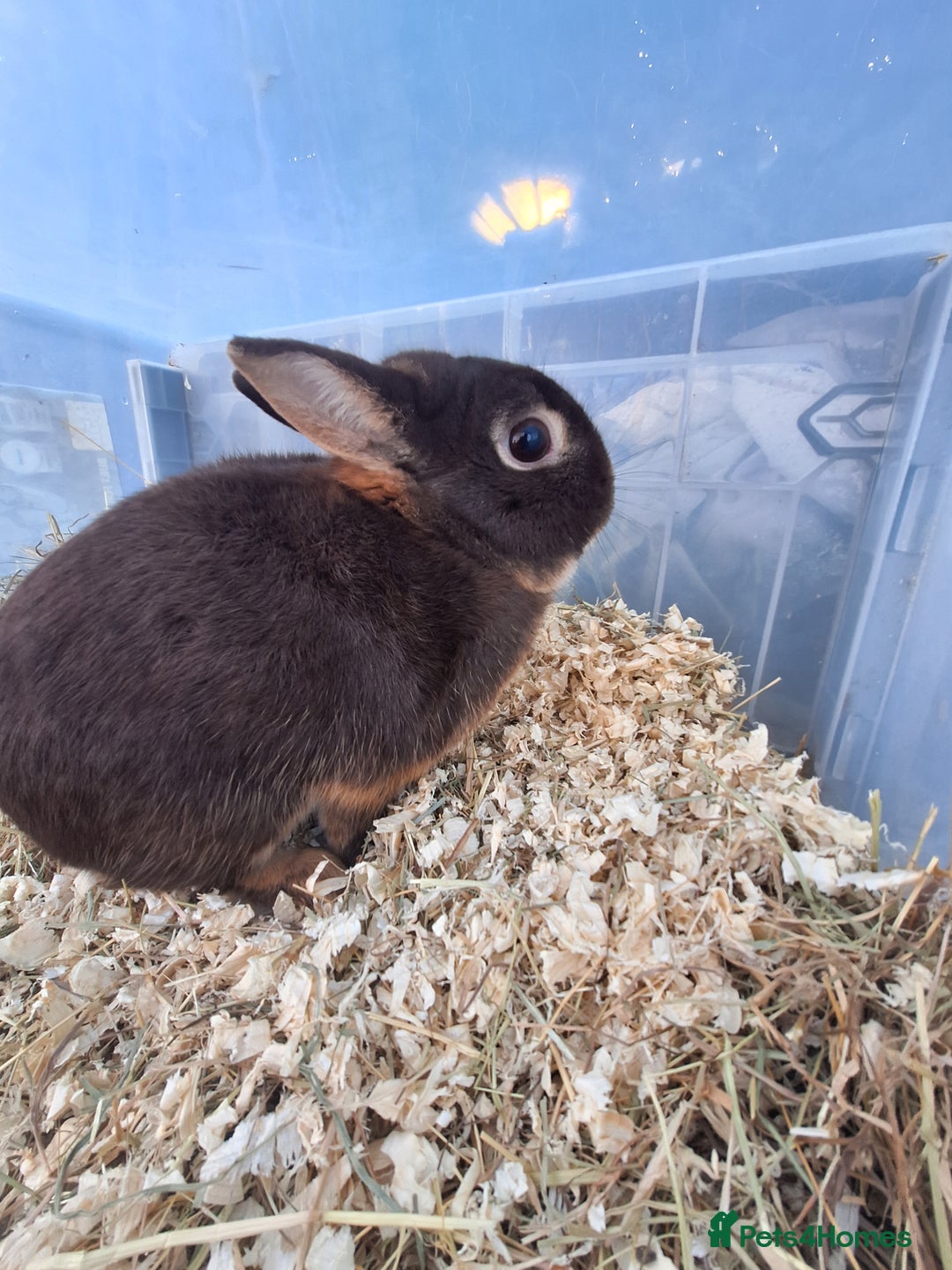 Netherland Dwarf rabbits for sale: 4 Netherland dwarf buck rabbits for sale £40 each  - Advert 18