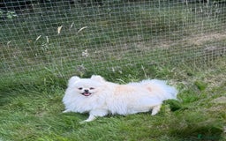 Pomeranian dogs for sale: ** Pomeranian/700g-11 week Champion EU Bloodline  - Image 21