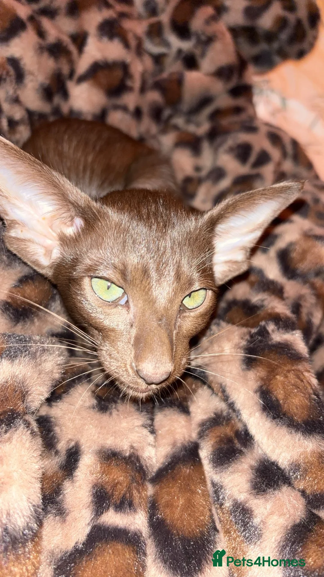 Oriental cats for sale: Full Pedigree Oriental 6 Kittens XL size ears GCCF - Advert 1