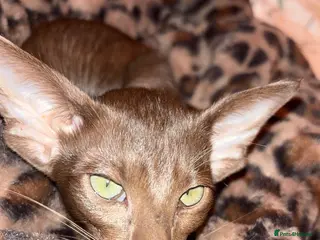 Oriental cats Full Pedigree Oriental 6 Kittens XL size ears GCCF - Advert 1