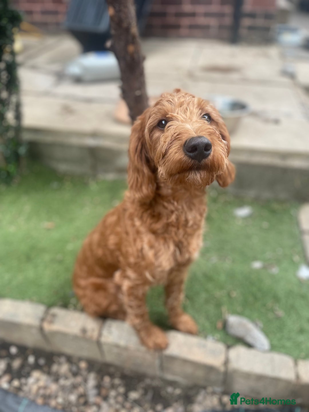 Labradoodle dogs for sale: Poppy F1 Fox Red Miniature Labradoodle  - Image 5