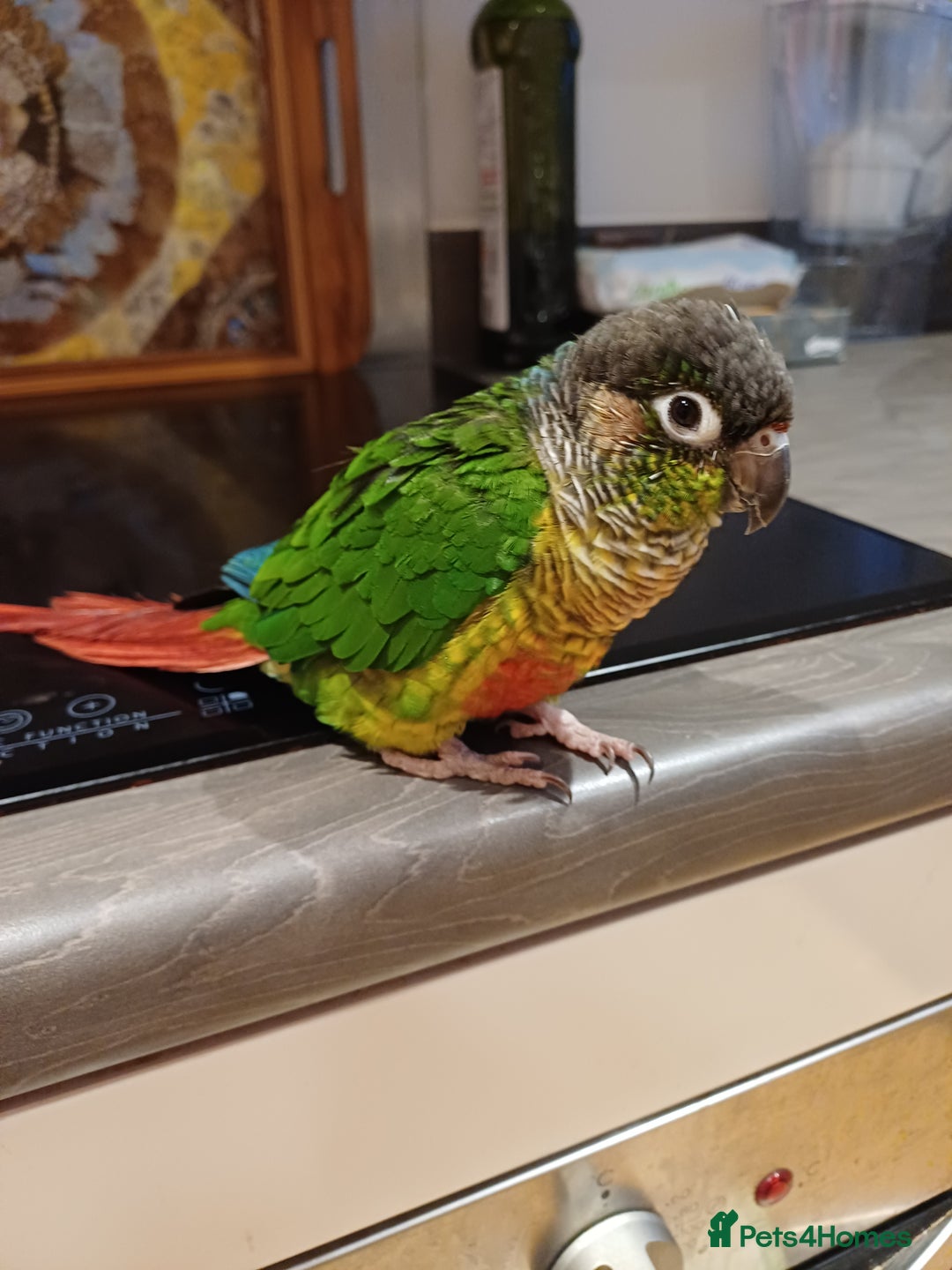 Conures birds for sale: The bird is called Tia - Advert 2