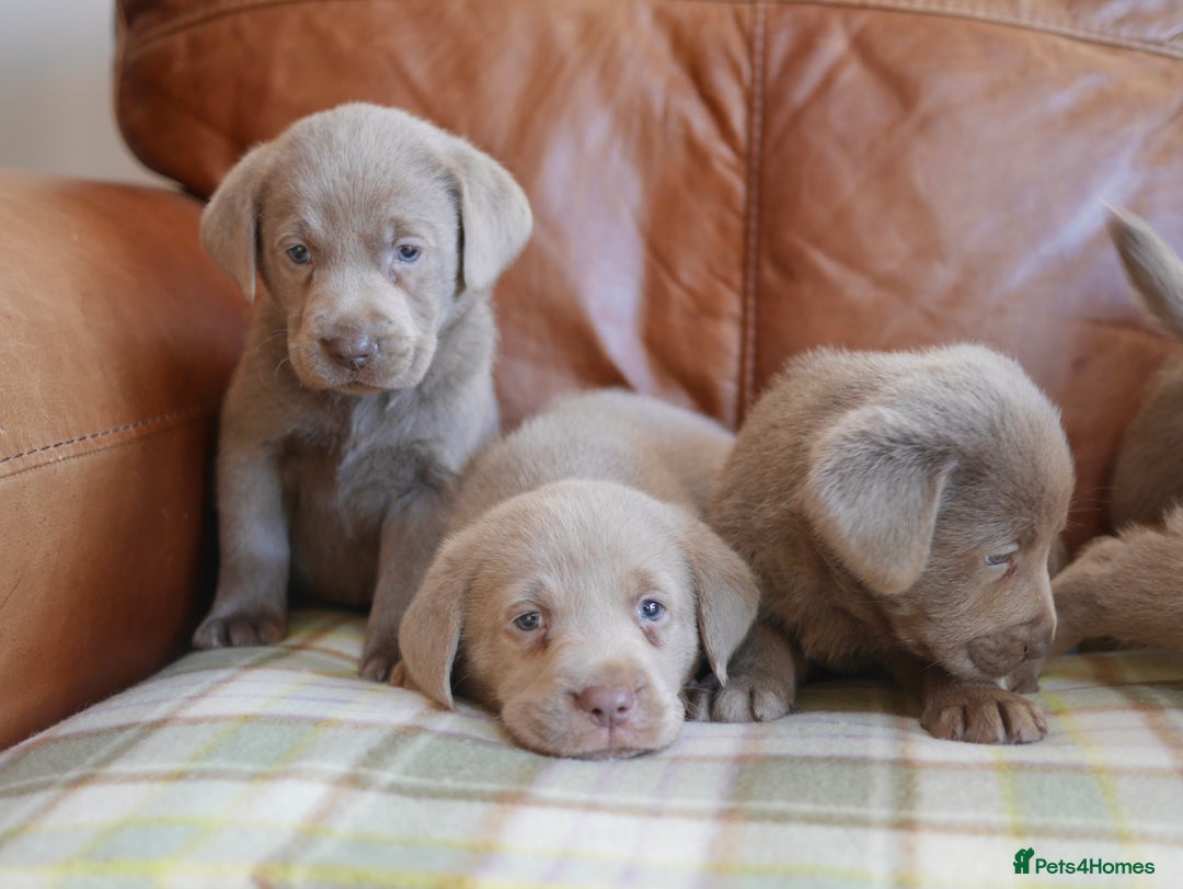 Labrador Retriever dogs for sale: Quality Health Tested Silver Labrador Puppies - Advert 8