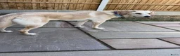 Mixed Breed dogs for adoption: Meet Dolly, currently residing in Worcestershire  in Evesham - Advert 3