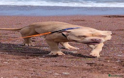 American Bully dogs for sale: Eddie needs a new home!  - Advert 3