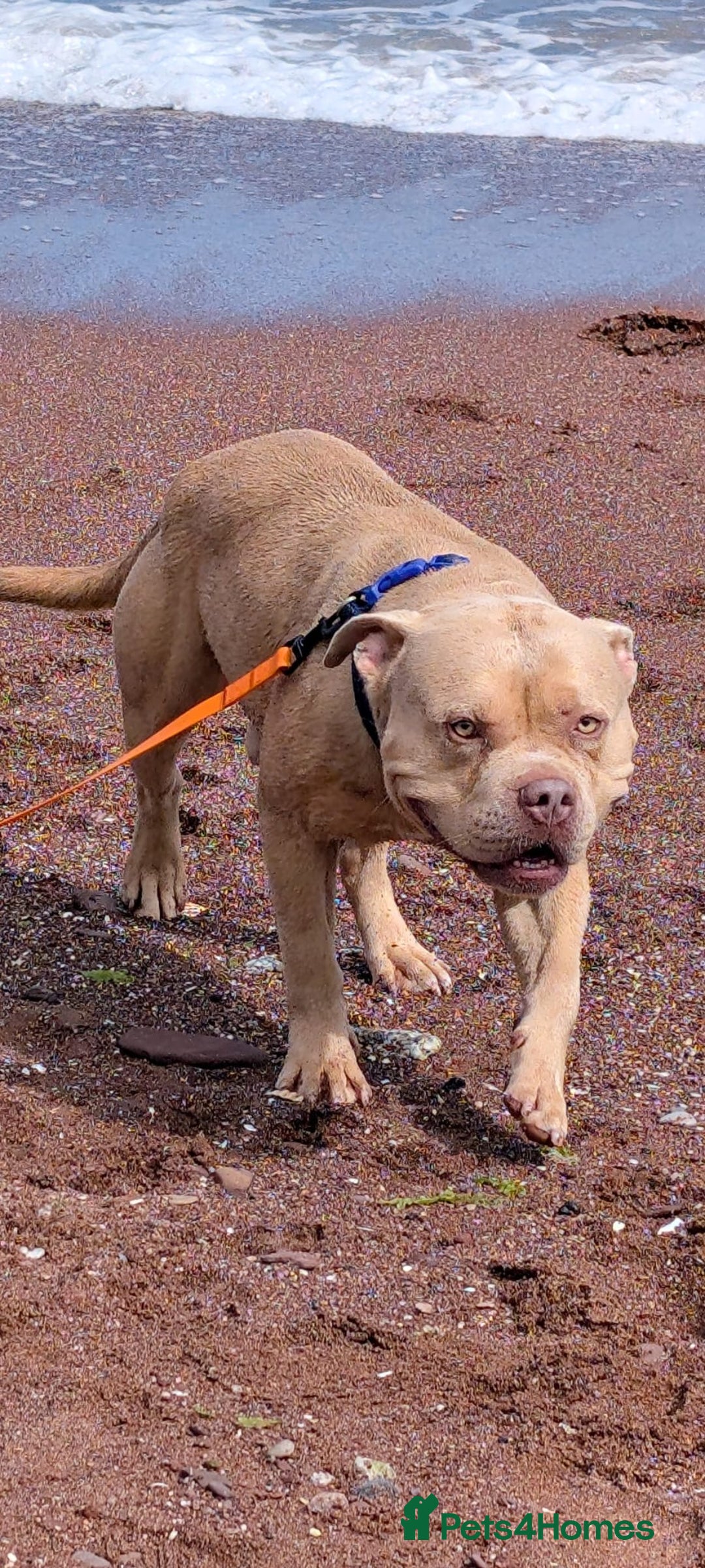 American Bully dogs for sale: Eddie needs a new home!  - Advert 3