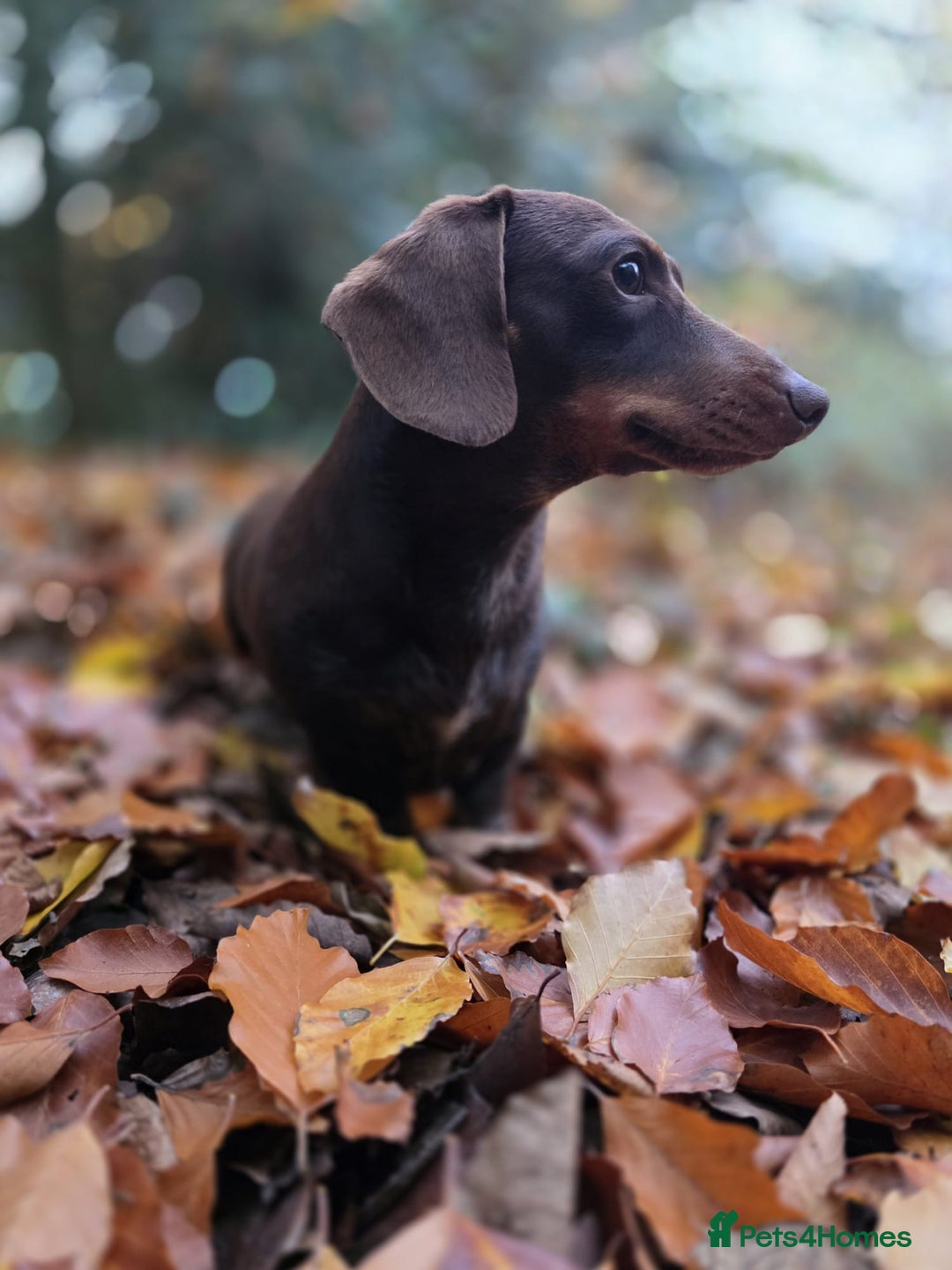 Mixed Breed dogs for sale: Miniature Dachshund x Bichon Havanese Puppies - Advert 6