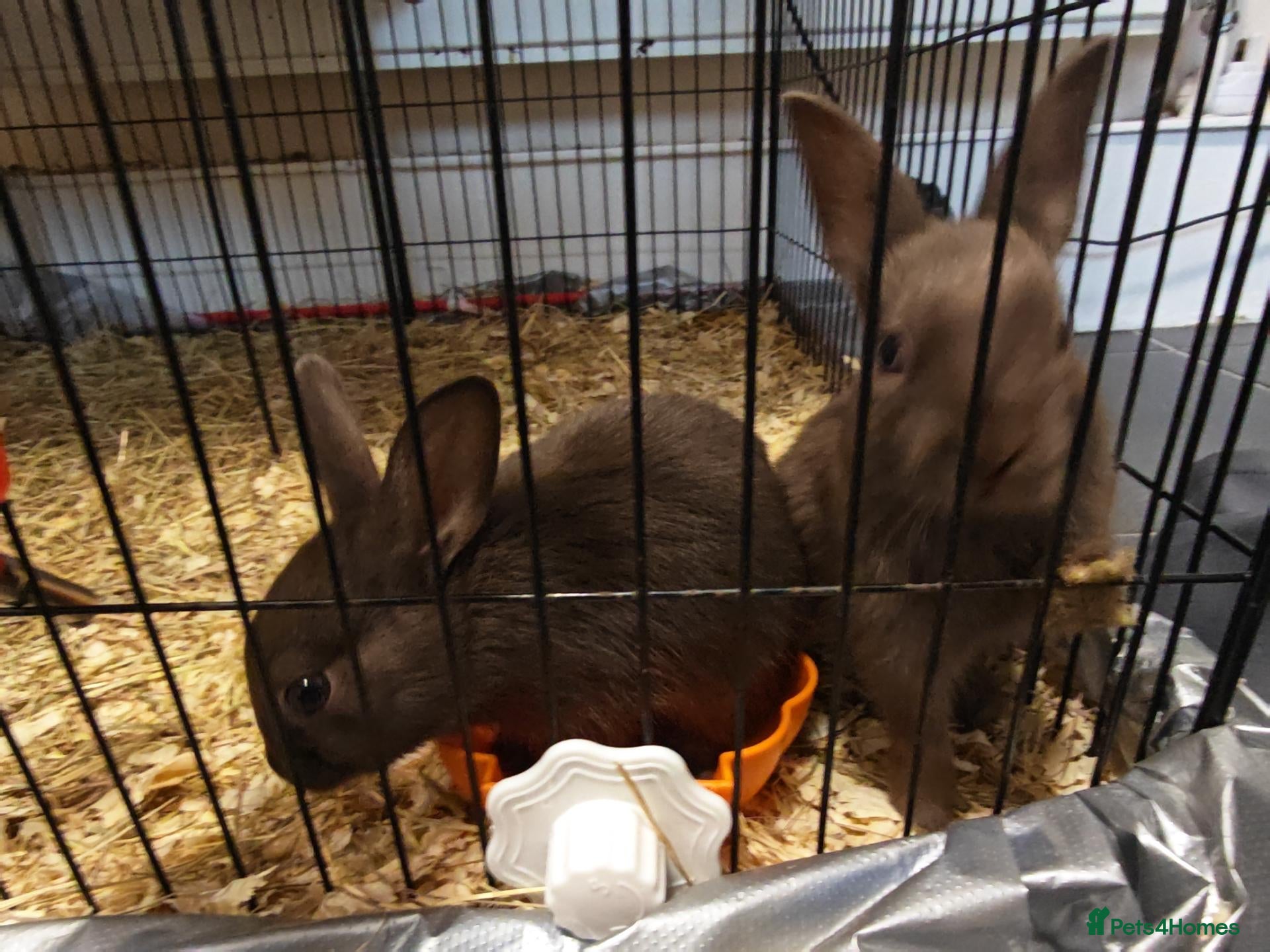 Mixed Breed rabbits Chocolate baby Bunnie's  - Advert 1