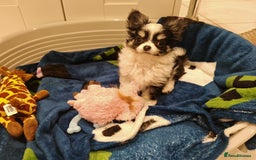 Chihuahua dogs for sale: 1 x Chihuahua Puppy for sale - Image 1