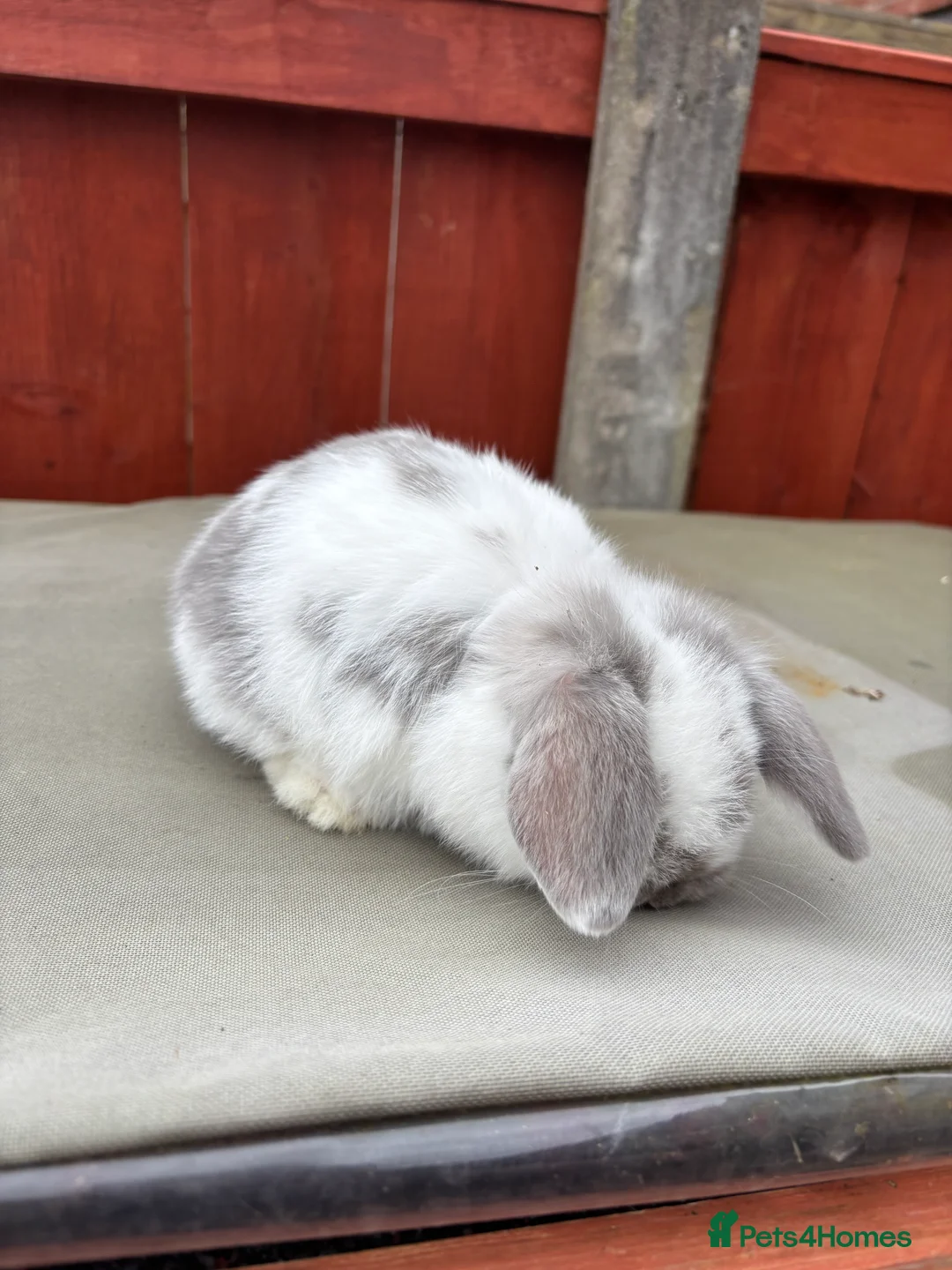 Mini Lop rabbits for sale: Two stunning babie mini lops - Advert 4