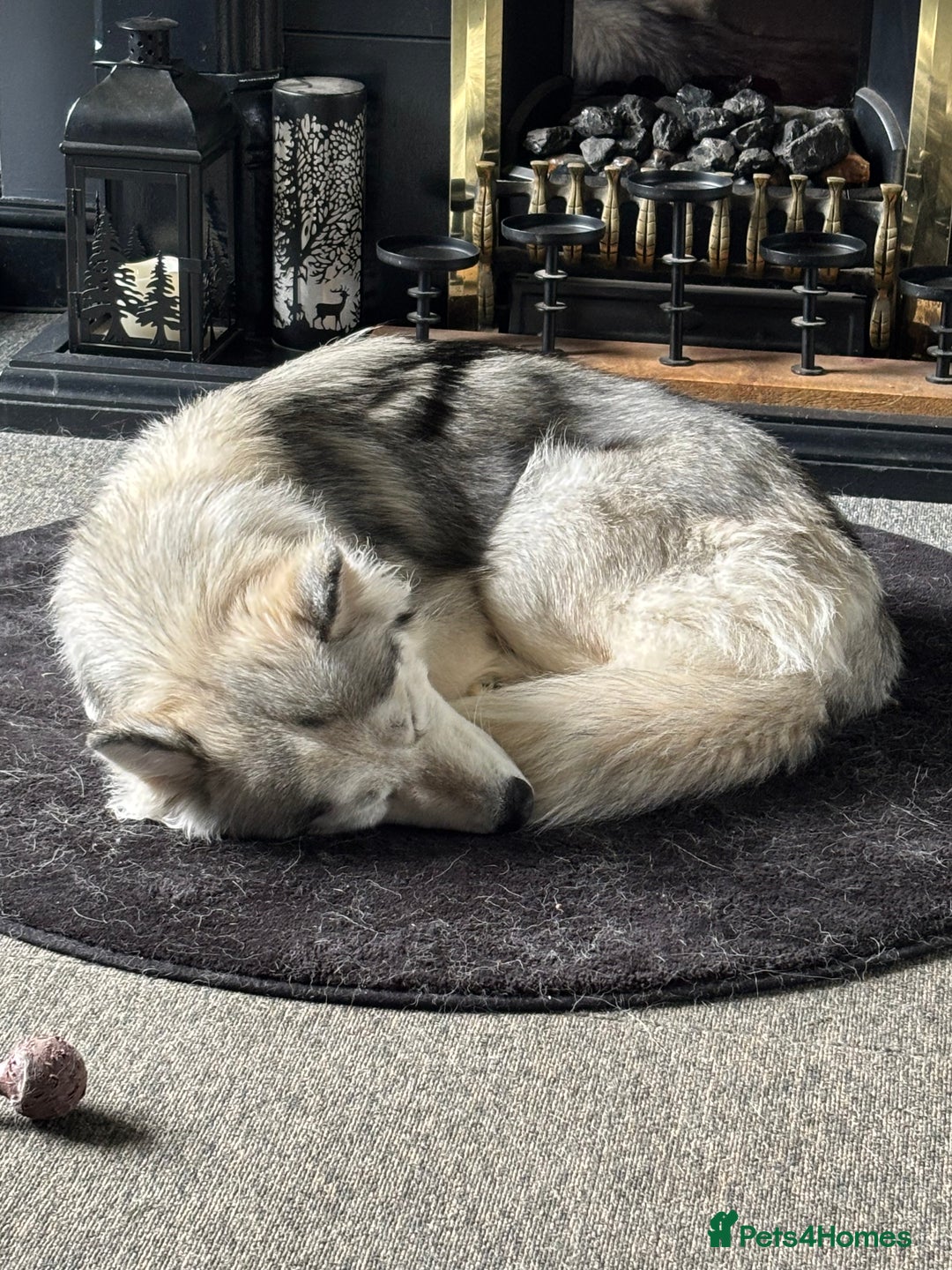 Siberian Husky dogs for sale: Beautiful Siberian husky girl in Bolton - Image 2