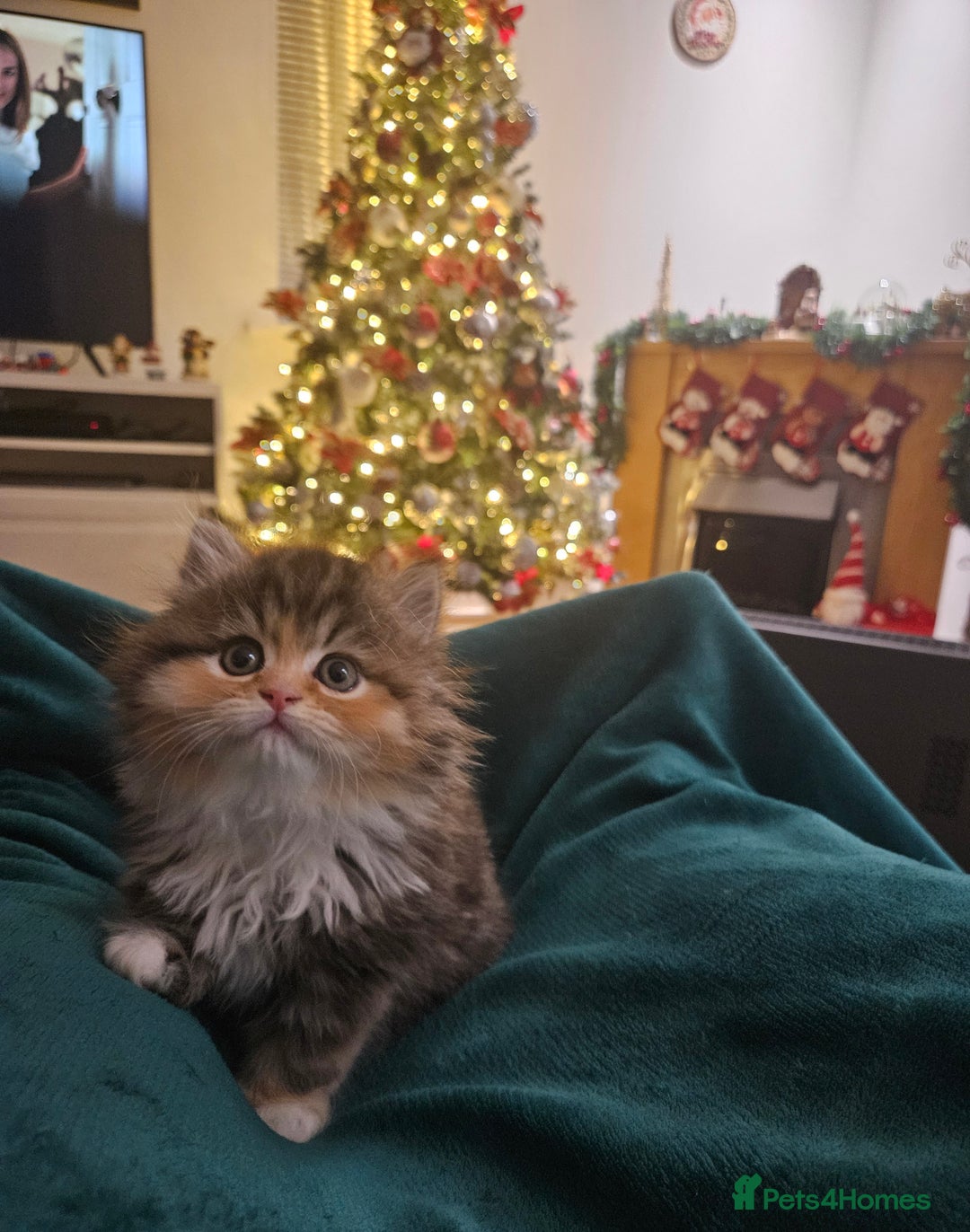 Persian cats for sale: Rare and Stunning Persian Girl  - Advert 18