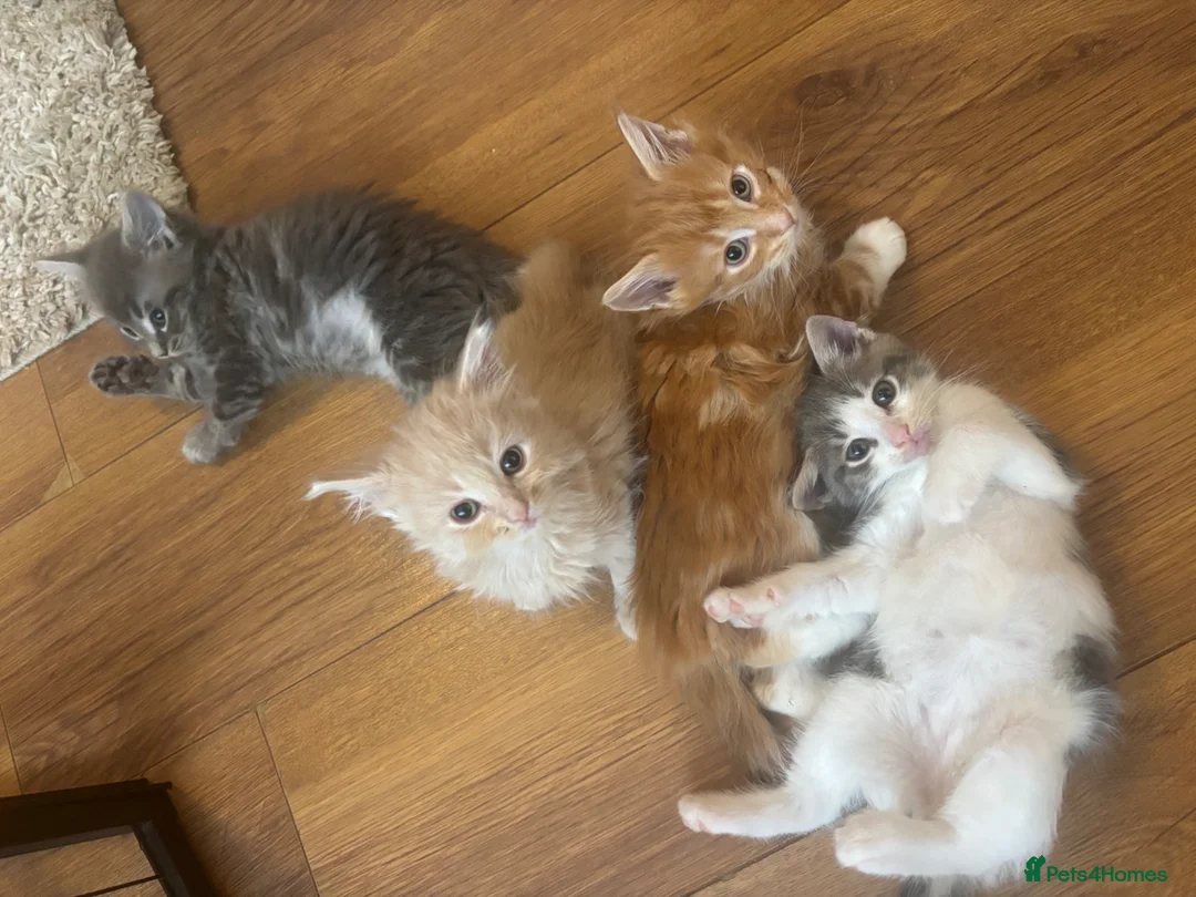 British Shorthair cats for sale: 3 male shorthair/long hair British kittens in Bristol - Advert 1